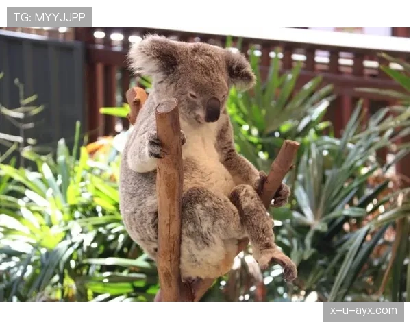 扬尼斯这生活太疯狂，家里竟然还有个迷你动物园？